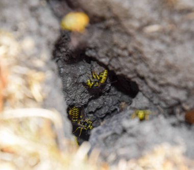 Yaban arıları kendi yuvaya sinek. Vizon ile kavak bir yuva. Underground 