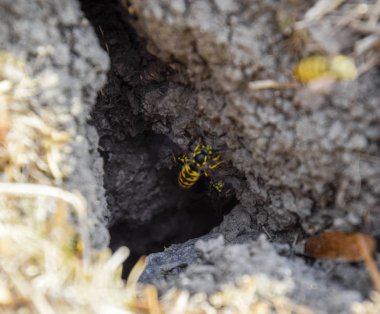 Yaban arıları kendi yuvaya sinek. Vizon ile kavak bir yuva. Underground 