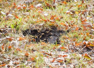Yaban arıları kendi yuvaya sinek. Vizon ile kavak bir yuva. Underground 