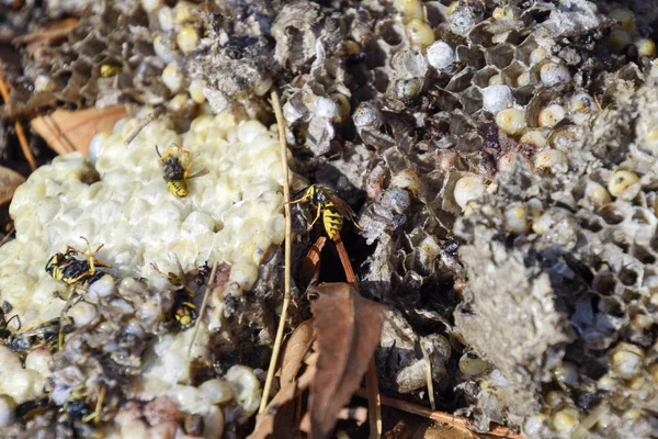 Hancurkan sarang lebah. Ditarik di permukaan sarang sarang sarang lebah madu. Larva dan kepompong tawon. Vespula vulgaris — Stok Foto