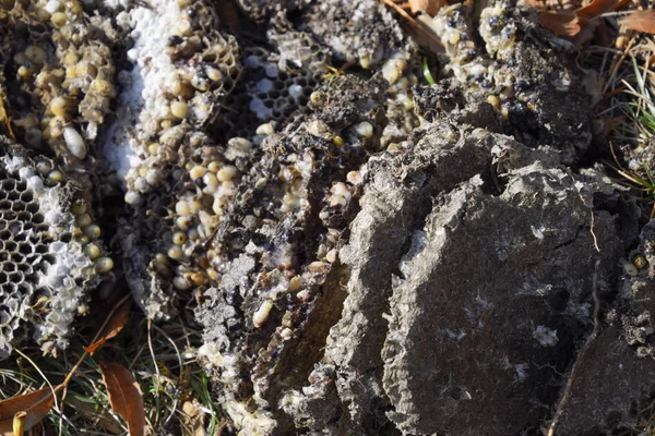 Vernietigd hornets nest. Getrokken op het oppervlak van een honingraat hornets nest. Larven en poppen van wespen. Vespula vulgaris — Stockfoto