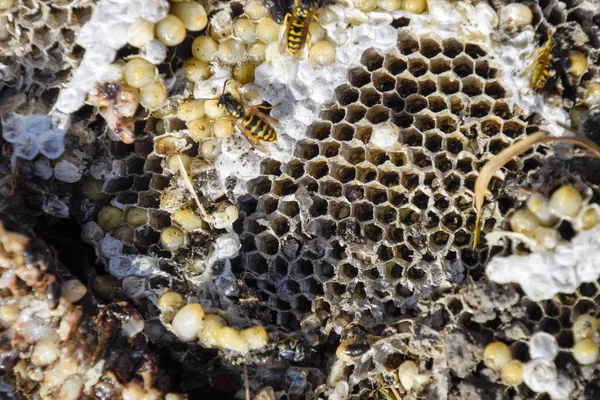 Destroyed hornets nest. Drawn on the surface of a honeycomb hornets nest. Larvae and pupae of wasps. Vespula vulgaris — Stock Photo, Image