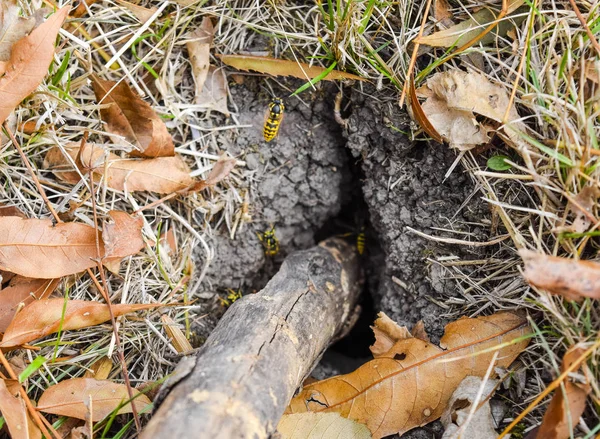 Wespen, vliegen naar hun nest. Mink met een aspen nest. Underground — Stockfoto