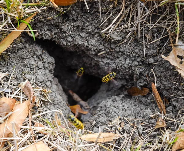 Wespen, vliegen naar hun nest. Mink met een aspen nest. Underground — Stockfoto