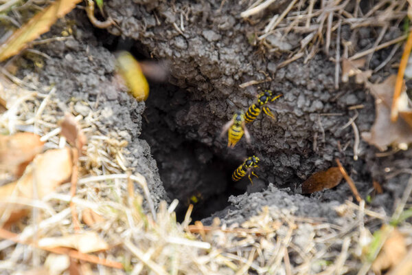 Wasps fly into their nest. Mink with an aspen nest. Underground 