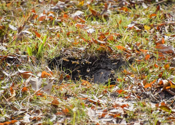 Getingar flyga in i boet. Mink med en aspen boet. Underground — Stockfoto