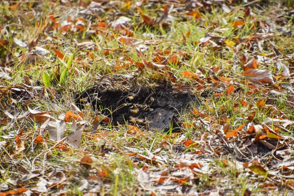 Las avispas vuelan a su nido. Mink con un nido de álamo. Subterráneo — Foto de Stock