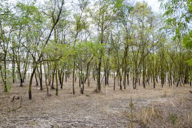 Kuru ot ile orman. Orman kemer.