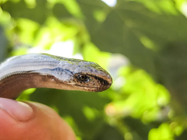 Veretenitsa zerbrechlich. Beinlose Eidechse. Reptil — Stockfoto