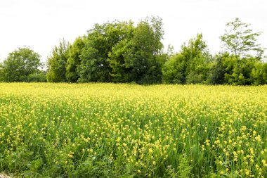 Kolza tohumu alan. Sarı tecavüz çiçekler, alan manzara. Mavi gökyüzü ve sahada tecavüz