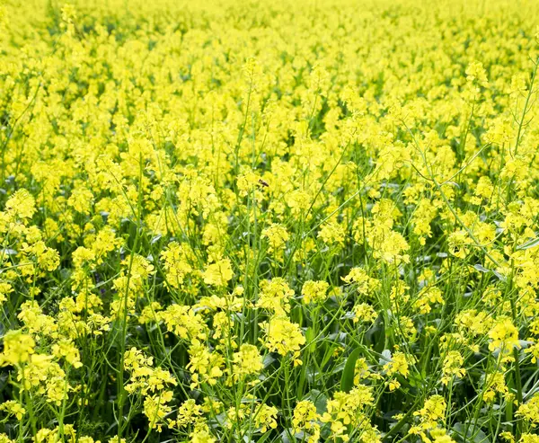 Champ Colza Fleurs Viols Jaunes Paysage Des Champs Ciel Bleu — Photo