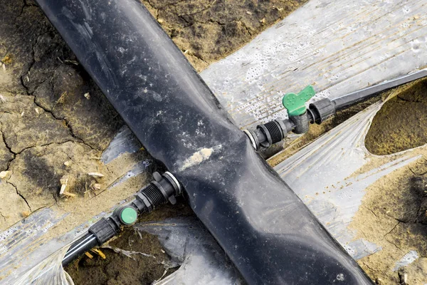 Drenken systeem op het gebied van watermeloenen en meloenen. Scheuten van meloenen en watermeloenen. Veld ingezaaid meloen. — Stockfoto