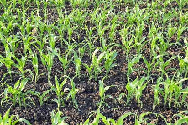 Young green corn on the field. Corn field in the spring. Growing stalks of corn