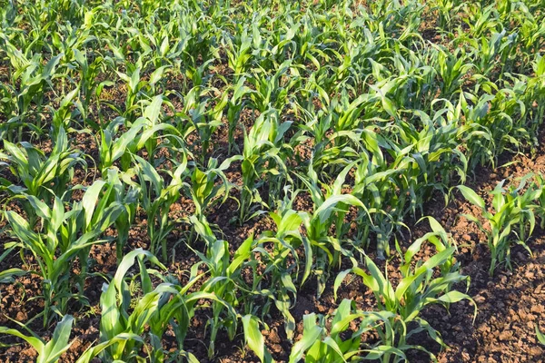 Young green corn on the field. Corn field in the spring. Growing stalks of corn