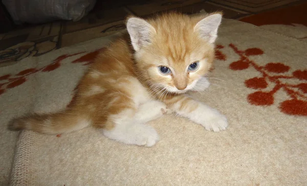 Chat Roux Animal Domestique Animaux Préférés Dans Nos Maisons — Photo