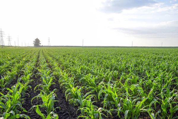 Young Green Corn Field Corn Field Spring Growing Stalks Corn Stock Photo