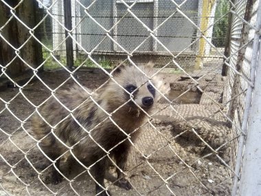 bir Nyctereutes procyonoides. Racoon köpekler tutsak