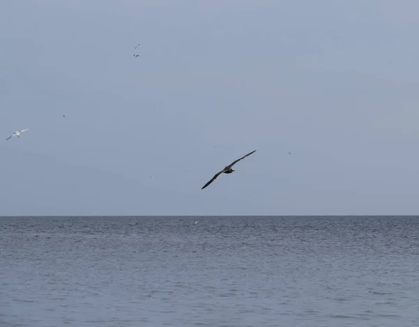 Чайок Над Морем Чайки Польоті — стокове фото