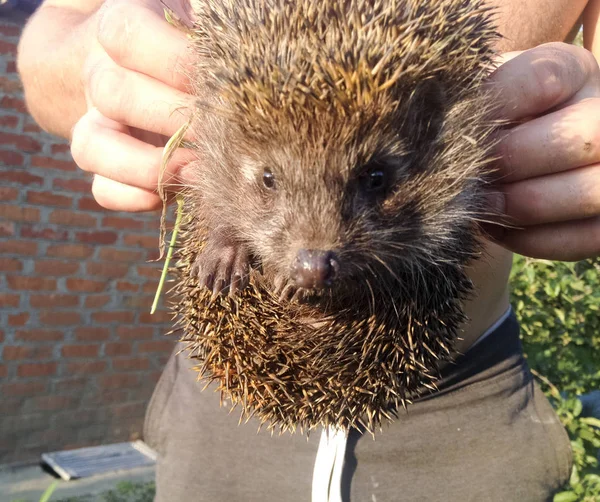 Egel Het Stekelig Zoogdier Een Egel — Stockfoto