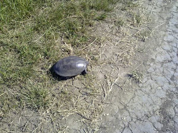 Ordinary river turtle. Turtle in the natural habitat