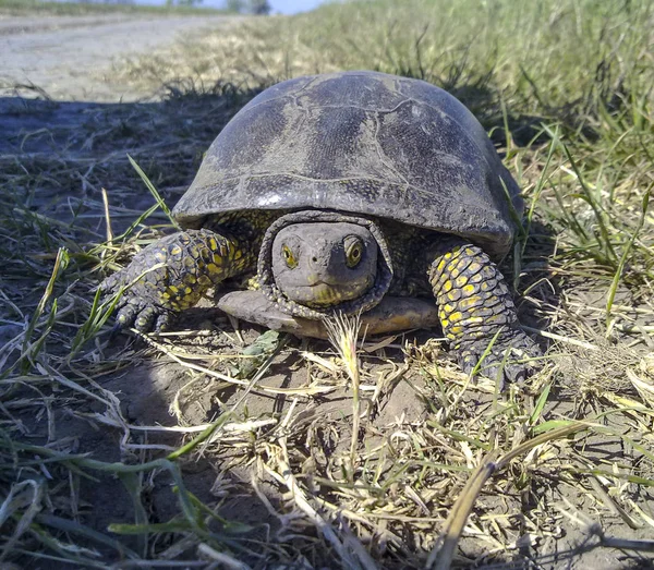 Ordinary river turtle. Turtle in the natural habitat