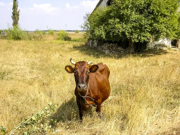 Brown Cow Pasture Brown Cow Pasture — Stock Photo, Image
