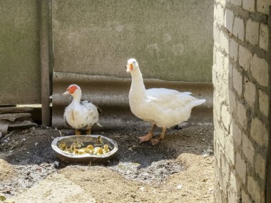 Kaz ve ördek kuş bahçesinde