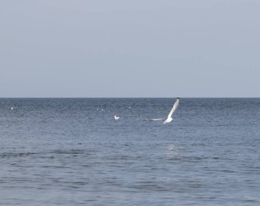 Martılar denize. Martılar uçuş.