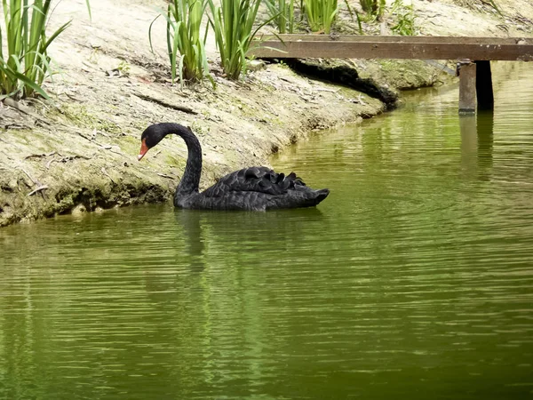 Cisnes Estanque Una Bandada Cisnes — Foto de Stock