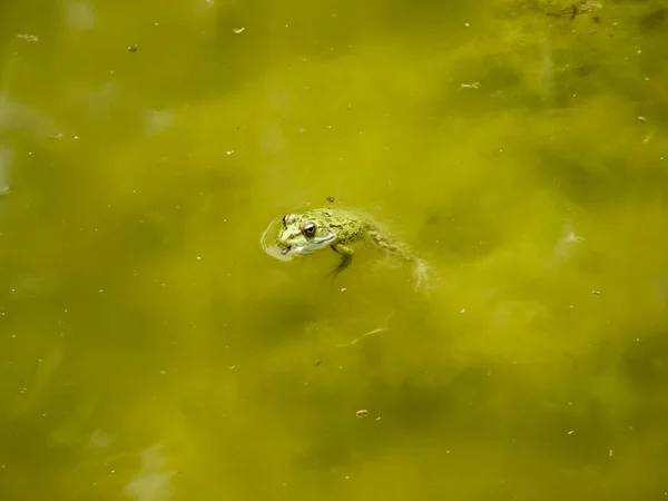 The Green Frog. The amphibian frog is ordinary