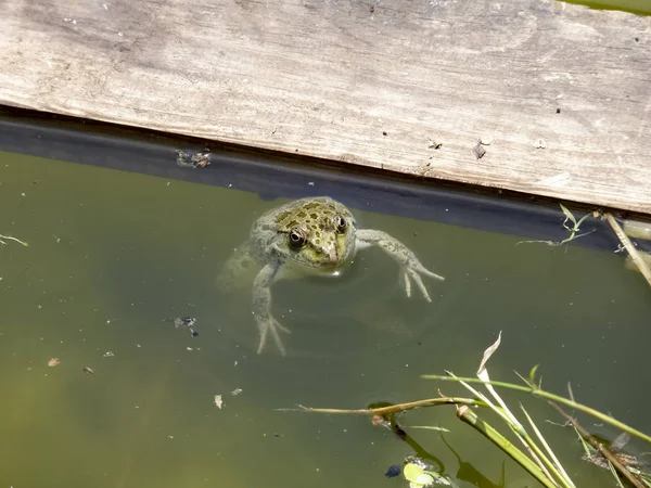 Kodok Hijau Katak Amfibi Itu Biasa — Stok Foto