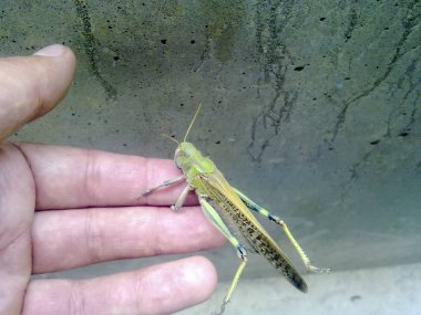 Çekirge elini üzerinde. orthopteran böcek