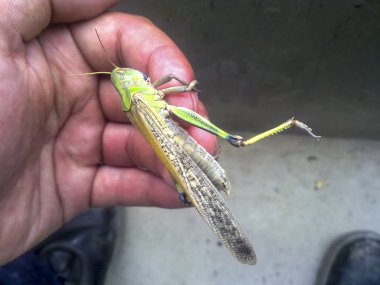 Çekirge elini üzerinde. orthopteran böcek
