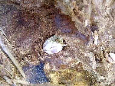 Çürük bir güdük bir kabukları böcek larvası