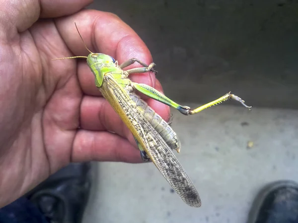 Kobylky Mužovu Ruku Orthopteran Hmyz — Stock fotografie