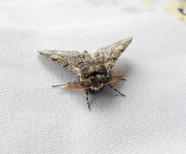 Night Butterfly White Fabric Butterfly Resting — Stock Photo, Image