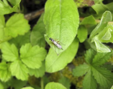 bir Ichneumonidae. gerçek binici Hymenoptera böcek