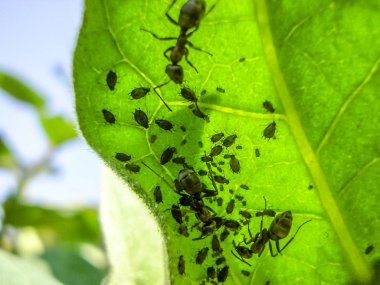 Karınca kolonisi iç yaprak yaprak biti otlatmak