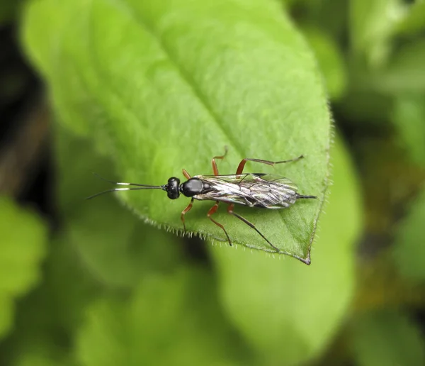 Ichneumonidae Owad Hymenoptera Prawdziwy Jeździec — Zdjęcie stockowe