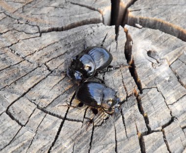 Bir ağaç kütüğü bir kesim üzerinde bir gergedan böceği. Gergedan böcekleri çifti.