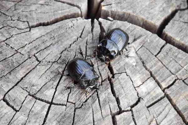 Escarabajo Rinoceronte Sobre Tronco Árbol Par Escarabajos Rinocerontes — Foto de Stock