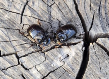 Bir ağaç kütüğü bir kesim üzerinde bir gergedan böceği. Gergedan böcekleri çifti.