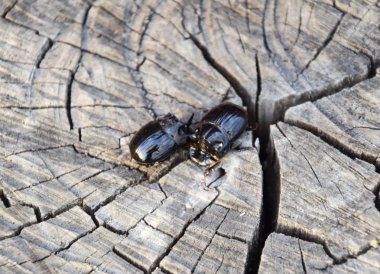 Bir ağaç kütüğü bir kesim üzerinde bir gergedan böceği. Gergedan böcekleri çifti.