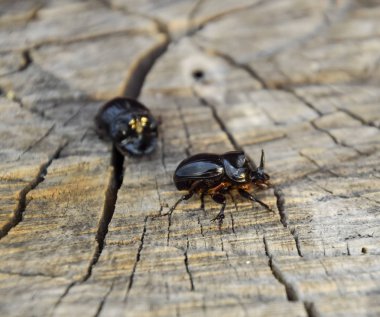 Bir ağaç kütüğü bir kesim üzerinde bir gergedan böceği. Gergedan böcekleri çifti.