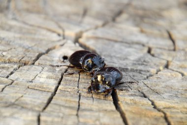 Bir ağaç kütüğü bir kesim üzerinde bir gergedan böceği. Gergedan böcekleri çifti.