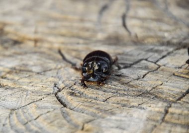 Bir ağaç kütüğü bir kesim üzerinde bir gergedan böceği. Gergedan böcekleri çifti.