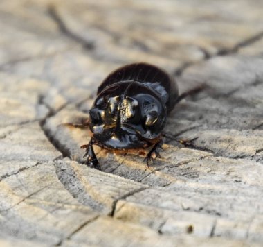 Bir ağaç kütüğü bir kesim üzerinde bir gergedan böceği. Gergedan böcekleri çifti.