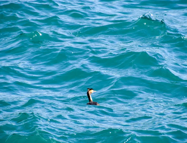 Héron Flotte Dans Eau Mer Volailles Eau — Photo