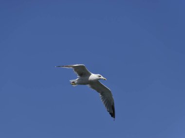 Mavi gökyüzünde uçan martı. Deniz kuşu