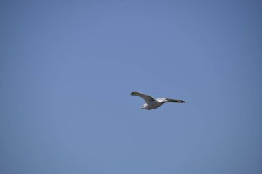 Mavi gökyüzünde uçan martı. Deniz kuşu